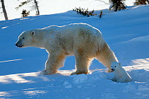 Polar bear (Ursus maritimus) female coming out the den with one three month cub. Wapusk National Park, Churchill, Manitoba, Canada, March.