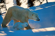 Polar bear (Ursus maritimus) female with her 3 months cub, soon after emerging from their den in March. Wapusk National Park, Churchill, Manitoba, Canada.