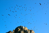 Griffon vultures (Gyps fulvus) soaring on thermals at the Penafalcon (rock housing a colony) in the morning, Salto del Gitano,Monfrague National Park, Unesco Biosphere Reserve, Extremadura, Spain, Dec...