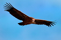 Griffon vulture (Gyps fulvus) in flight, carrying nest material in beak, Monfrague National Park, Unesco Biosphere Reserve, Extremadura, Spain, December 2013