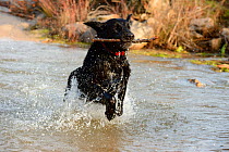 Black flat-coated retriever dog splashing in water and retrieving stick (Canis familiaris)