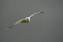 Common gull (Larus canus) adult in flight over Loch na Keal, Isle of Mull Argyll and Bute, Isle of Mull, Scotland, UK, May.