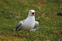 Common gull (Larus canus) adult calling on grassland beside Loch na Keal, Isle of Mull Argyll and Bute, Scotland, UK, May.