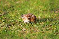 Twite (Carduelis flavirostris) adult feeding on grassland close to Loch na Keal, Isle of Mull Argyll and Bute, Scotland, UK, May.