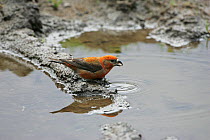 Common crossbill (Loxia curvirostra) male drinking from muddy puddle. Glen Feshie Highland Region, Scotland, UK, May.