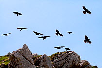 Alpine chough (Pyrrhocorax graculus) group in flight over mountains. Vercors Regional Natural Park, Rhone-Alpes Region, France, June.