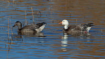 Two color variations of the Snow Goose (Chen caerulescens) Bosque del Apache, New Mexico, USA, December.