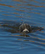 The tail of a drake Bufflehead duck (Bucephala albeola) is fanned as it dives in a Bosque del Apache, New Mexico drainage canal.
