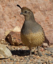 Female Gambel's Quail (Callipepla gambelii) scavenging for bird seed just outside the gate house at Bosque del Apache, New Mexico, December.