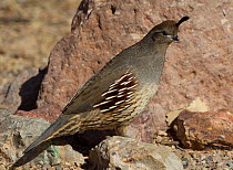 Female Gambel's Quail (Callipepla gambelii) scavenges for bird seed just outside the gate house at Bosque del Apache, New Mexico, December.
