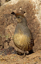 Gambel's Quail hen (Callipepla gambelii) with two plumes on top of head, Bosque del Apache, New Mexico,