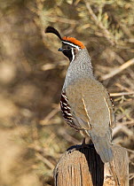 Male Gambel's Quail (Callipepla gambelii) perched on a fence post.  Bosque del Apache, New Mexico, December.