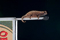 Mount d'Ambre Pygmy Stump-tailed Chameleon (Brookesia tuberculata) on match stick for scale, in Mount d'Ambre (Amber Mountain) National Park, northern Madagascar.