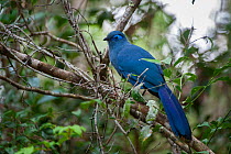 Blue Coua (Coua caerulea) in the forest canopy. Marojejy National Park, north east Madagascar.