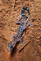 Gracile Big-headed Gecko (Paroedura gracilis) climbing on tree roots at night. Marojejy National Park, north east Madagascar.