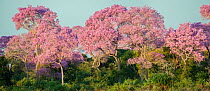 Puiva Trees (Tabebuia impetiginosa) in full bloom. Near the banks of the Paraguay River, Taiama Reserve, Mato Grosso, Western Pantanal, Brazil.