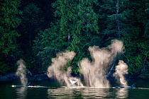 Orcas or Killer Whales (Orcinus orca) hunting near the shore. Mathieson Channel, near Mussel Inlet, Great Bear Rainforest, British Columbia, Canada, October.