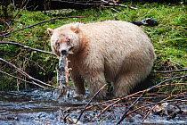 Adult Spirit / Kermode Bear (Ursus americanus kermodei) - white morph of the Black bear- by stream fishing for salmon. Gribbell Island, Great Bear Rainforest, British Columbia, Canada, October.