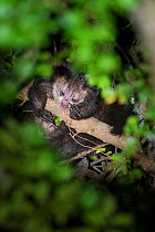 Aye-aye (Daubentonia madagascariensis) grooming in the forest canopy, after emerging from its nest at dusk. Near Daraina, northern Madagascar.