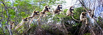 Golden-crowned Sifaka (Propithecus tattersalli) leaping through forest canopy. Forests adjacent to the village of Andranotsimaty, near Daraina, northern Madagascar, Critically endangeed species. Compo...