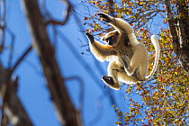 Golden-crowned Sifaka (Propithecus tattersalli) leaping through forest canopy. Forests adjacent to the village of Andranotsimaty, near Daraina, northern Madagascar. Critically endangered species.