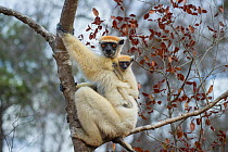 Female Golden-crowned Sifaka (Propithecus tattersalli) carrying infant. Forests adjacent to the village of Andranotsimaty, near Daraina, northern Madagascar. Critically endangered species.