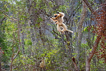 Female Golden-crowned Sifaka (Propithecus tattersalli) carrying infant and leaping through forest canopy. Forests adjacent to the village of Andranotsimaty, near Daraina, northern Madagascar. Critical...