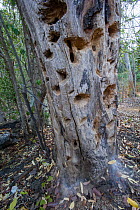 Holes chewed in tree trunk by a feeding Aye-aye (Daubentonia madagascariensis) excavating for beetle grubs. In the forests near Andranotsimaty, Daraina, northern Madagascar. Endangered species.