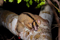 Fork marked lemur (Phaner sp) either Northern Fork-marked Lemur (Phaner electromontis) or possibly a new species to be described as Daraina Fork-marked Lemur. In the forests near Andranotsimaty, Darai...