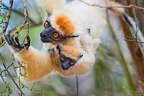 Female Golden-crowned Sifaka (Propithecus tattersalli) carrying 2-month infant and feeding on buds in the forest canopy. Forests adjacent to the village of Andranotsimaty, near Daraina, northern Madag...