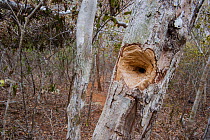 Hole chewed in tree trunk by a feeding Aye-aye (Daubentonia madagascariensis) excavating for beetle grubs. In the forests near Andranotsimaty, Daraina, northern Madagascar. Endangered species.