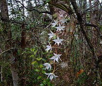 Orchids (Angraecum sp) rainforest understorey, Andasibe-Mantadia National Park, eastern Madagascar.