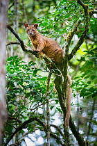 Male Fossa (Cryptoprocta ferox) resting in tree canopy. Mid-altitude rainforest, Andasibe-Mantadia National Park, eastern Madagascar. Endangered species.