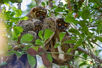Family of Eastern Woolly Lemurs (Avahi laniger) resting in forest understorey. Andasibe-Mantadia National Park, eatern Madagascar.