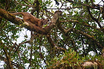 Male Fosa (Cryptoprocta ferox) climbing favoured 'mating tree' where female is waiting in canopy. Mid-altitude rainforest, Andasibe-Mantadia National Park, eastern Madagascar. Endangered.