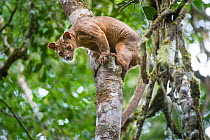 Male Fossa (Cryptoprocta ferox) climbing down tree trunk from forest canopy. Mid-altitude rainforest, Andasibe-Mantadia National Park, eastern Madagascar. Endangered.