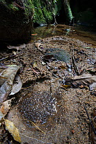 Spawn laid by rainforest frog (possibly Mantidactylus sp.) in depression close to a small stream. Marojejy National Park, north east Madagascar.
