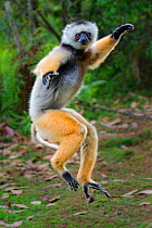 Adult male Diademed Sifaka (Propithecus diadema) 'skipping / dancing' across open ground between forest fragments, eastern Madagascar.