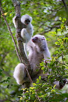 Female Silky Sifaka (Propithecus candidus) with 3-month infant. Marojejy National Park, north east Madagascar. Critically endangered.