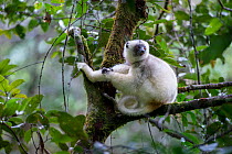 Silky Sifaka (Propithecus candidus) resting in forest canopy. Marojejy National Park, north east Madagascar. Critically endangered.