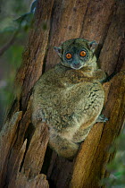 Ankarana Sportive Lemur (Lepilemur ankaranensis) resting outside its daytime sleep hole.  Ankarana National Park, northern Madagascar.