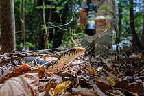 Male Malagasy Hog-nosed Snake (Leioheterodon madagascariensis) on forest floor with tourist / photographer in the background. Ankarana National Park, northern Madagascar.