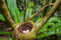 Helmet Vanga (Euryceros prevostii) nest including a clutch of 3 eggs. Nest constructed in the fork of a Bird's Nest Fern (Asplenium sp.) Masoala National Park, north east Madagascar.