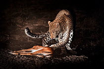 Young male Leopard (Panthera pardus) playing with kill after successfully hunting a young Impala at night. South Luangwa National Park, Zambia.
