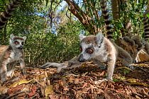 Ring-tailed Lemur (Lemur catta) foraging in leaf litter. Berenty Private Reserve, southern Madagascar.