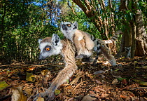 Female Ring-tailed Lemur (Lemur catta) foraging in leaf litter and carrying an infant (6-8 weeks). Berenty Private Reserve, southern Madagascar.