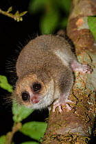 Adult Hairy-eared Dwarf Lemur (Allocebus trichotis) in the forest understorey at night. Mitsinjo Forest, Andasibe-Mantadia National Park, eastern Madagascar. Endangered species.