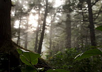 Misty forests along the coastline of Olympic National Park, Washington, USA. October 2013