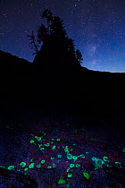 Green fluorescent proteins, naturally produced by sea anemones, emit green visible light under ultraviolet light seen here in their natural habitat under the stars on the coast of Olympic National Par...