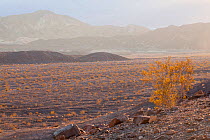 Creosote bush (Larrea tridentata) with Echo Canyon below, under the golden light of sunset, Death Valley National Park, California, USA, November 2013.